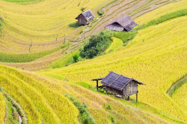 3N2D Tour | Colors of the Highlands in Mu Cang Chai Depart from Hanoi